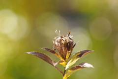 生薬ソウジュツ　ホソバオケラ