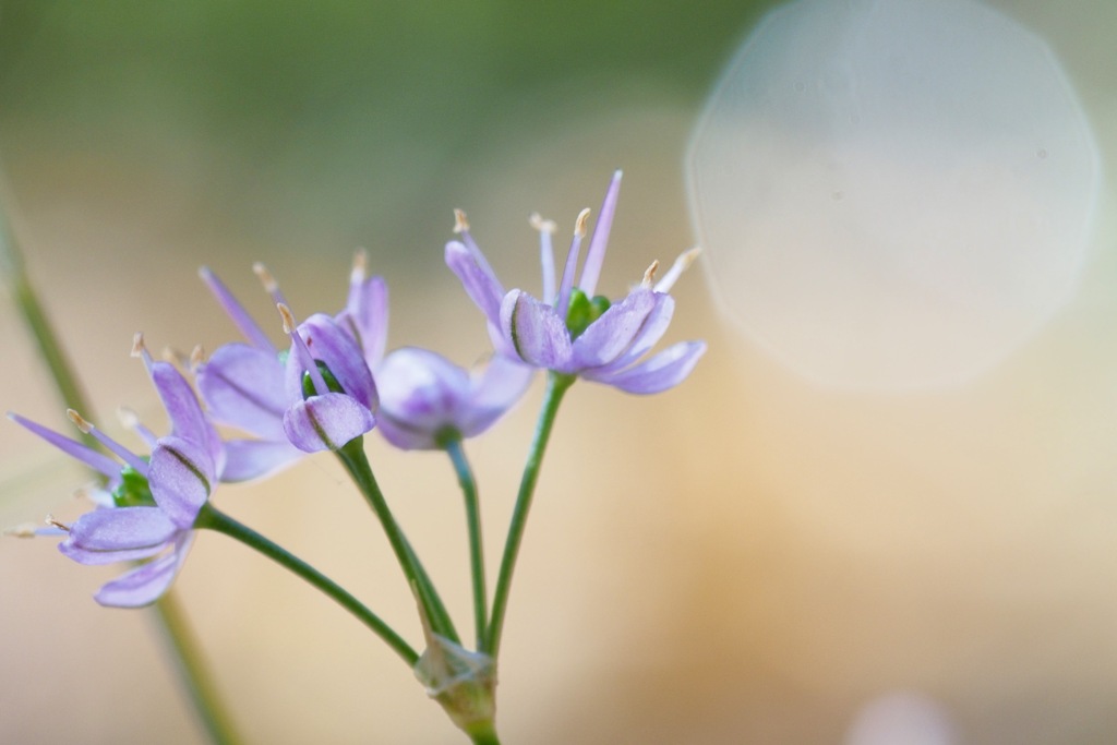 イトラッキョウの花