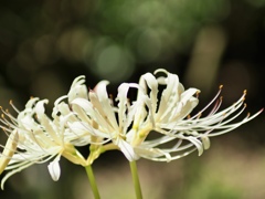 曼珠沙華　白