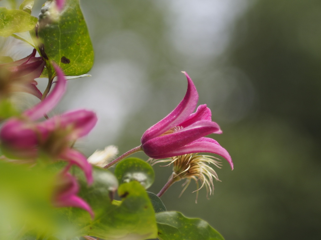 プリンセスダイアナ