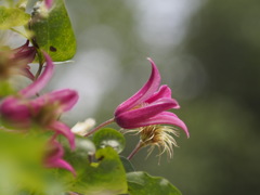 プリンセスダイアナ