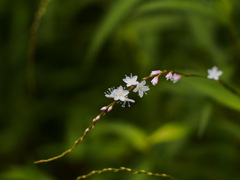 可憐なサクラタデ