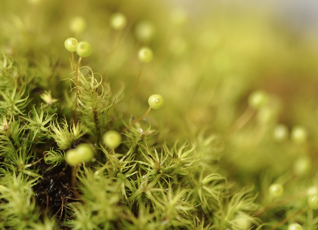 目玉オヤジがいっぱい