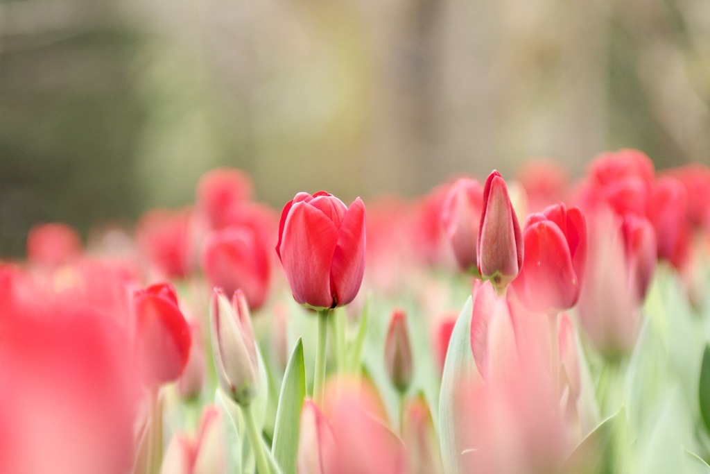 咲いた♪咲いた♪