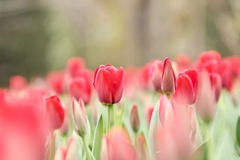 咲いた♪咲いた♪