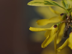 粋な班入りれんぎょう