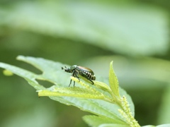 マメコガネくん