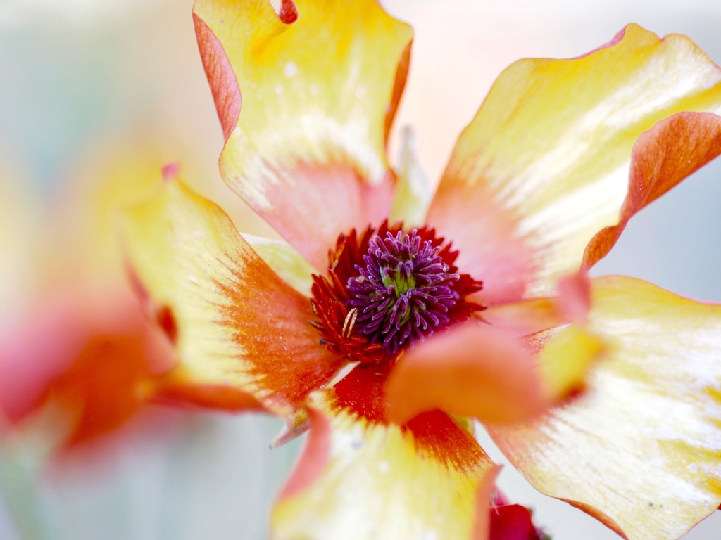 ラナンキュラス