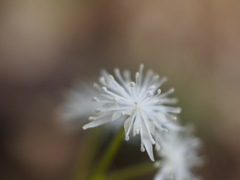 コセリバオウレン