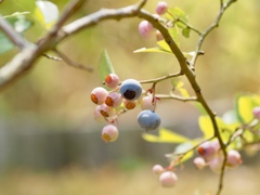 美味しくなーれ