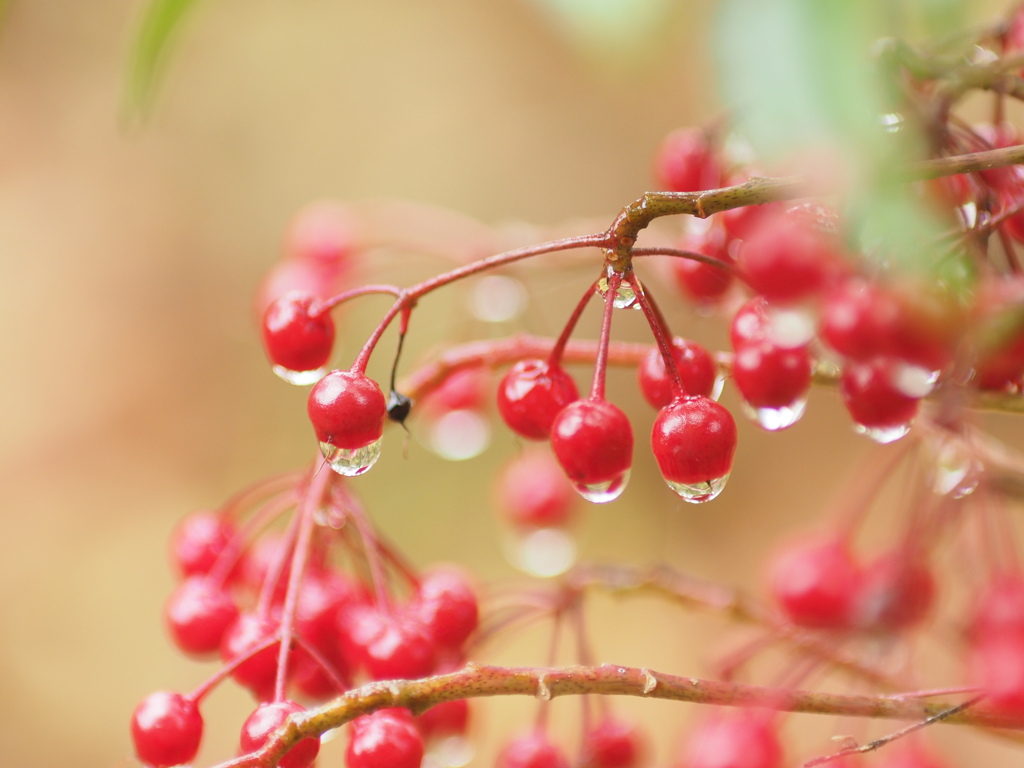 雨上がりのマンリョウ