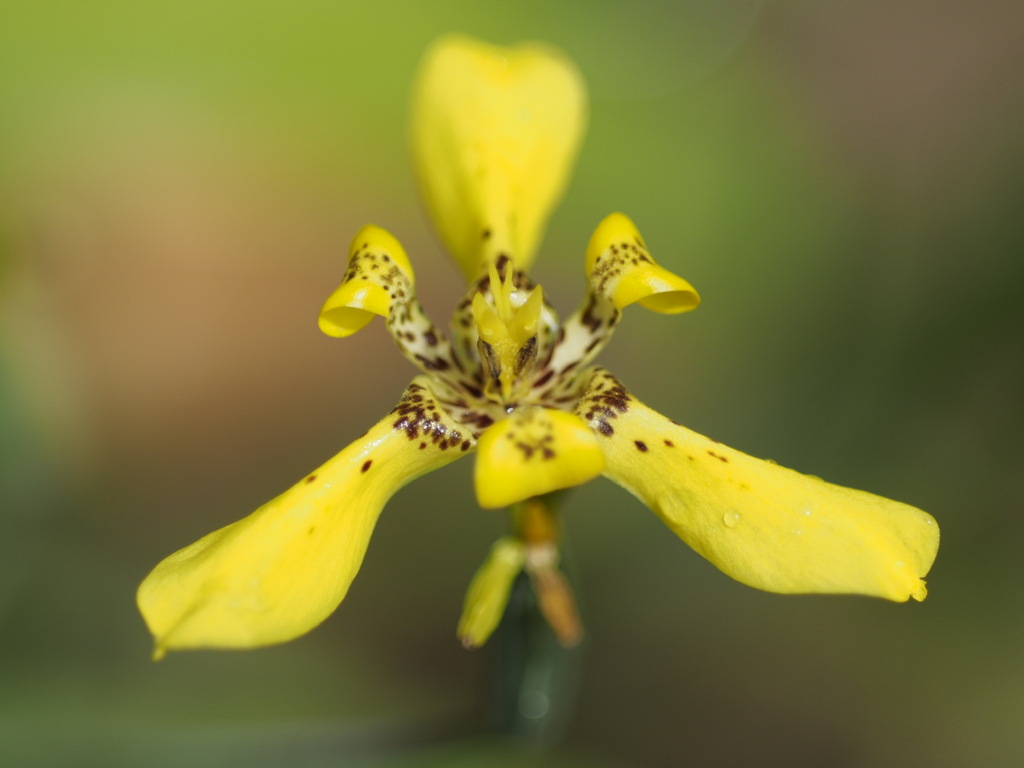 中にキツネがいます！