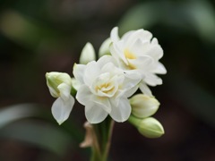 水仙　エルリッチャー
