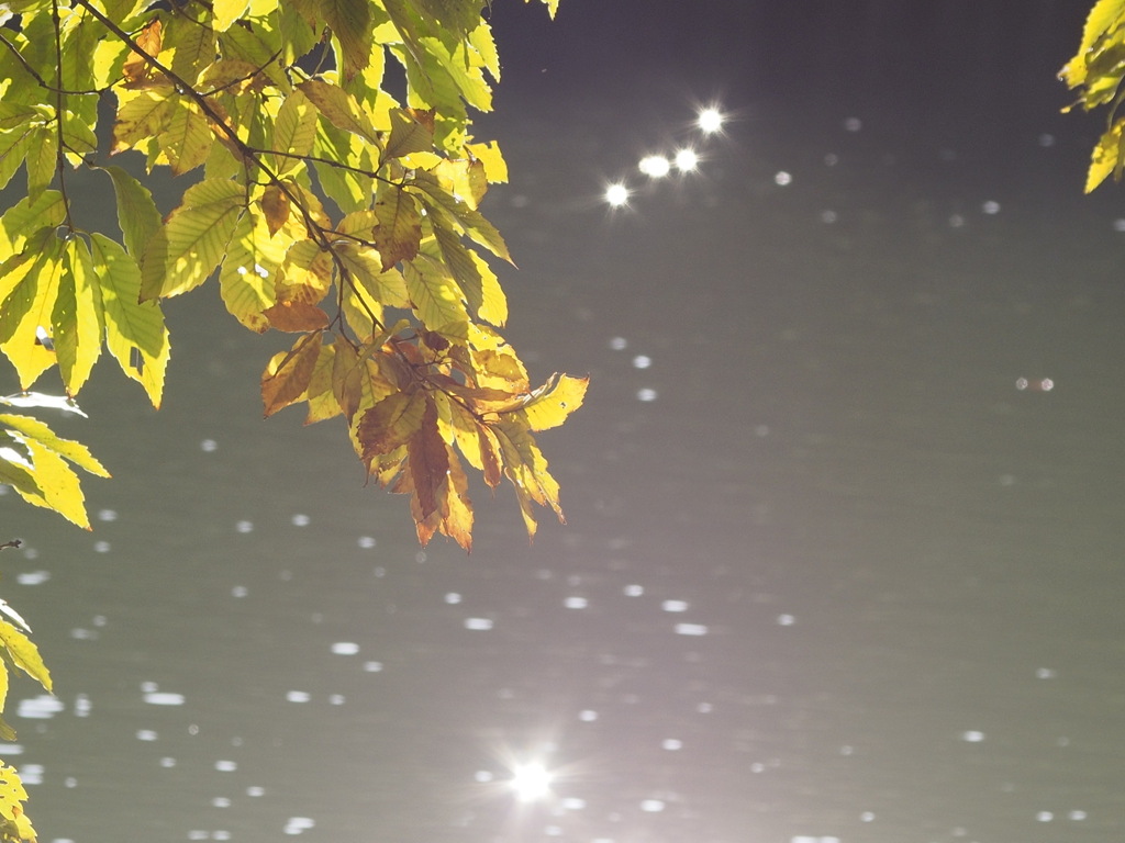 水面のキラキラ星