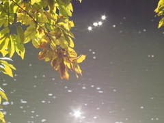 水面のキラキラ星