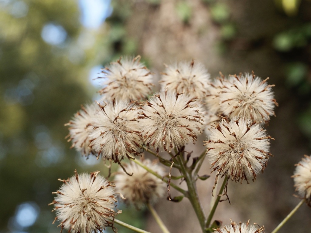 ツワブキのポンポン