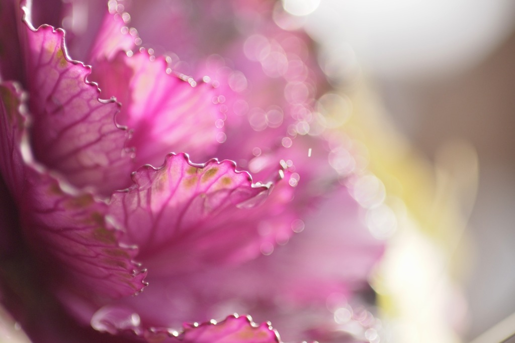 花言葉は「祝福」