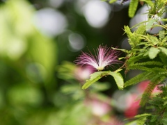 トキワネムノキ