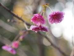 桜　エレガンスマユミ