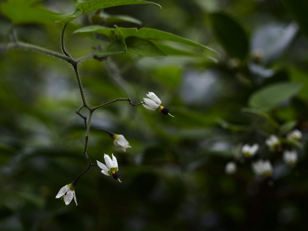 ヒヨドリジョウゴ