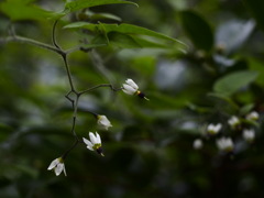 ヒヨドリジョウゴ