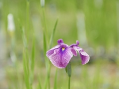 菖蒲