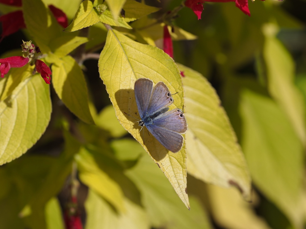 晴れの日のウラナミシジミ