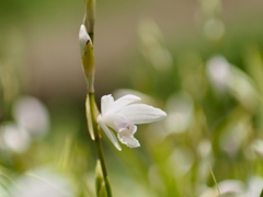 シロバナシラン