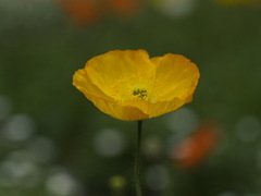 丘のうえひなげしの花で〜