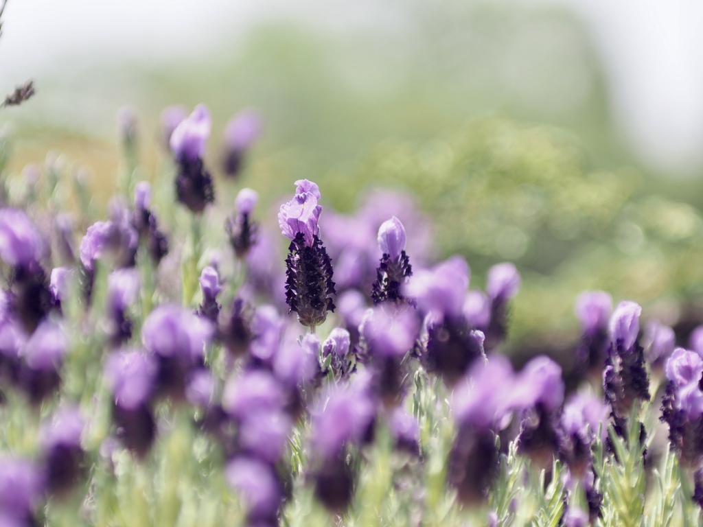 purple