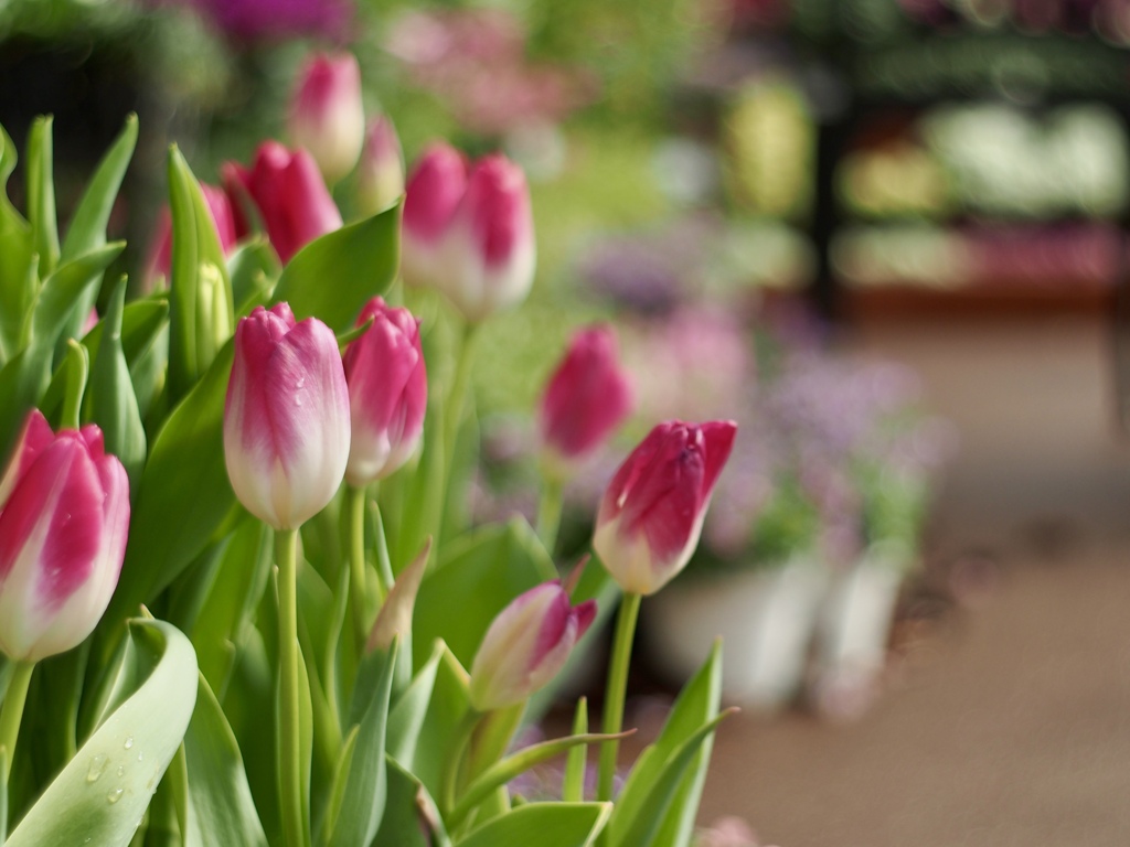 早春の草花展にて