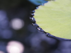 みずの森　睡蓮の葉