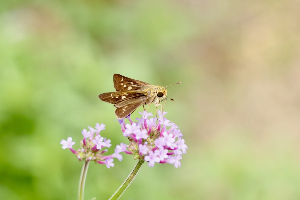 チャバネセセリ