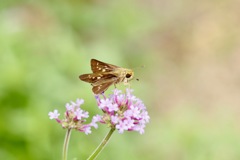 チャバネセセリ