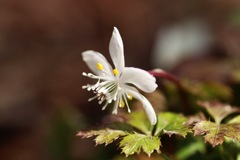 バイカオウレン