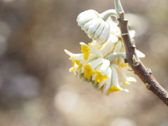 ミツマタの花が咲き始めました