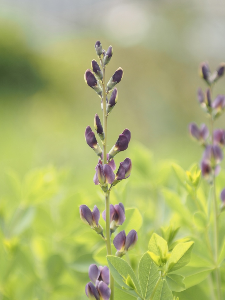 ムラサキセンダイハギ