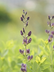 ムラサキセンダイハギ