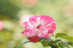 ディスティニー