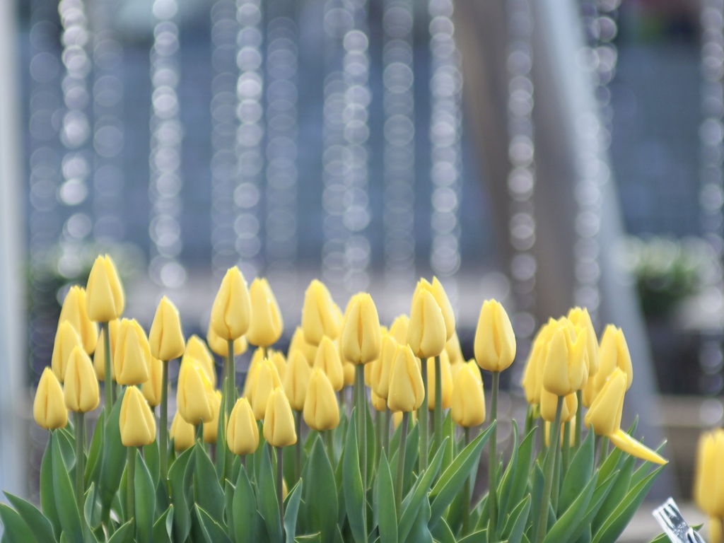 アイスチューリップと噴水