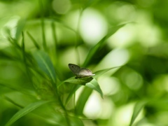ウラナミジャノメ