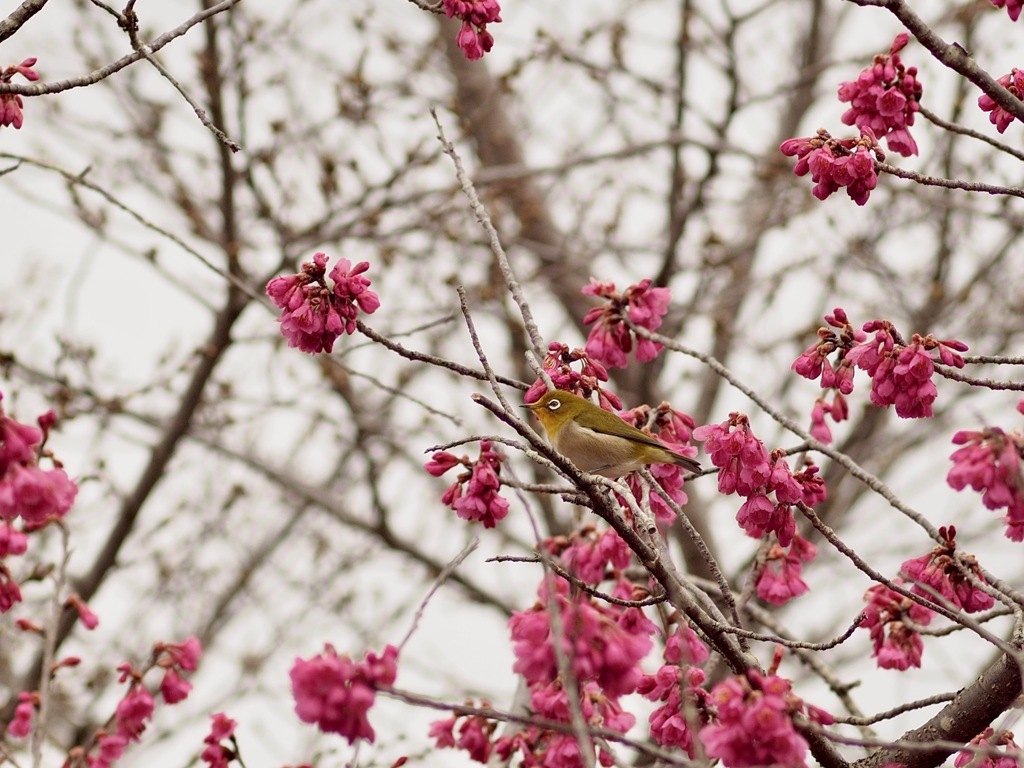 ここにいま〜す！