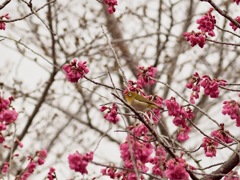 ここにいま〜す！