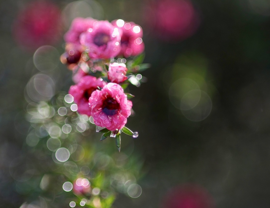 マヌカの花　ギョリュウバイその2