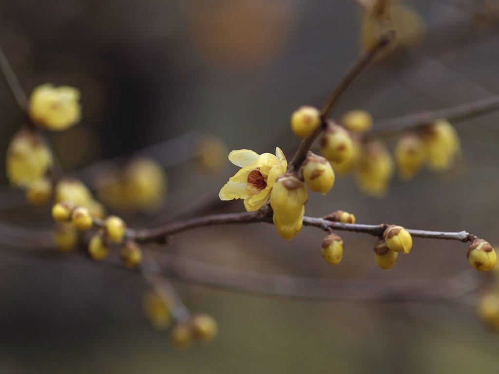 2022年明けのロウバイ