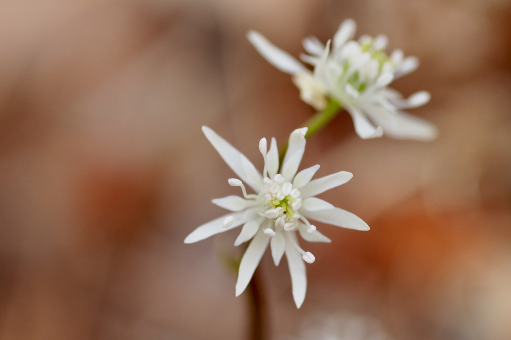 コセリバオウレン