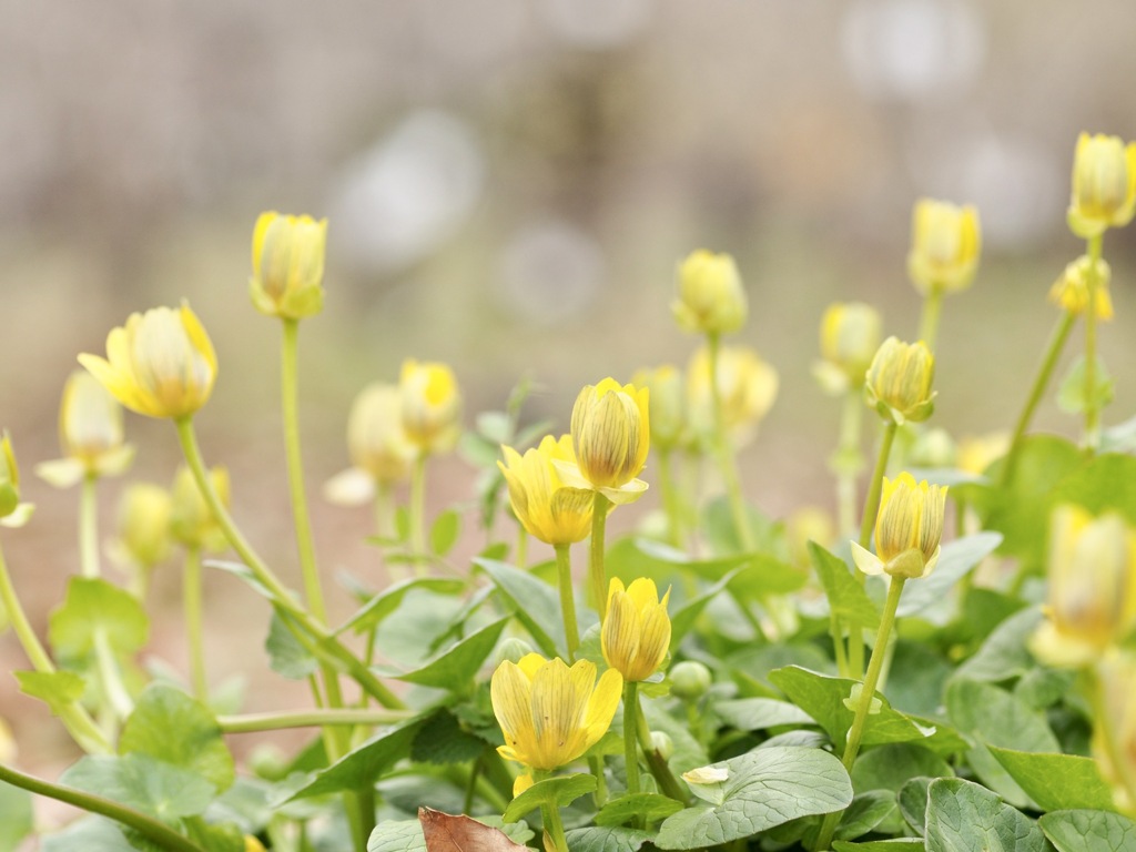 ヒメリュウキンカ