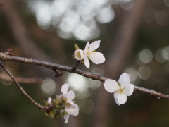 冬桜