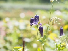 籠口（ロウグチ）