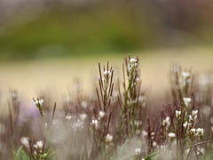 小さな背くらべ